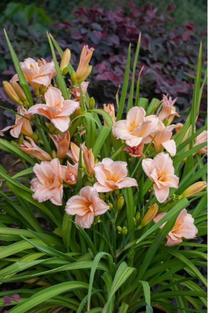 Лілійник On and On у квітучому стані, що формує гармонійний кущ із численними квітками у світлих тонах.